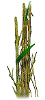 bamboo.gif